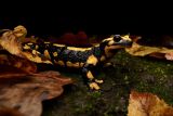Feuersalamander &copy; Jonas Virgo