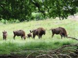  &copy; Copyright: WisentWildnis Wittgenstrein gGmbH